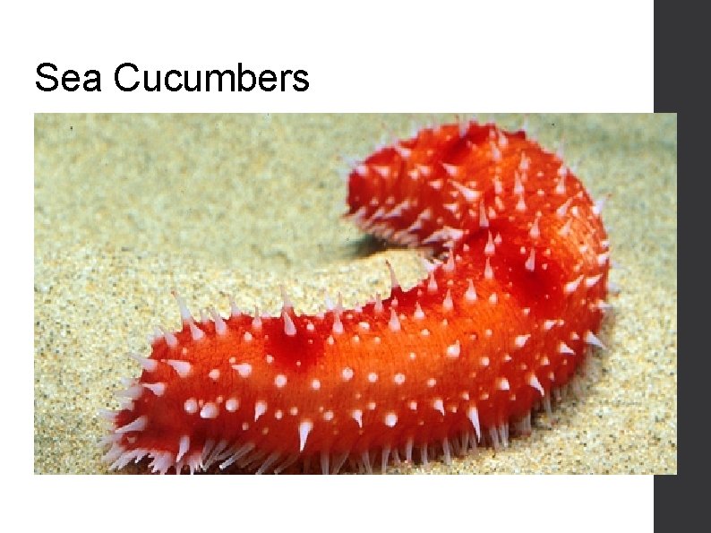 Sea Cucumbers 