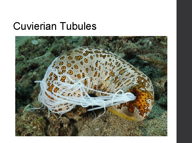 Cuvierian Tubules 