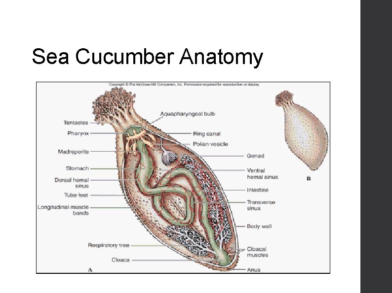 Sea Cucumber Anatomy 