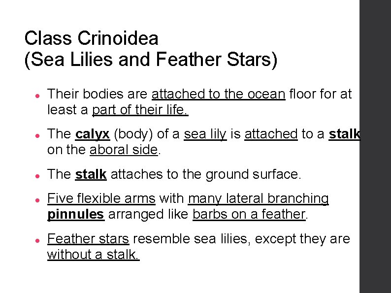 Class Crinoidea (Sea Lilies and Feather Stars) Their bodies are attached to the ocean