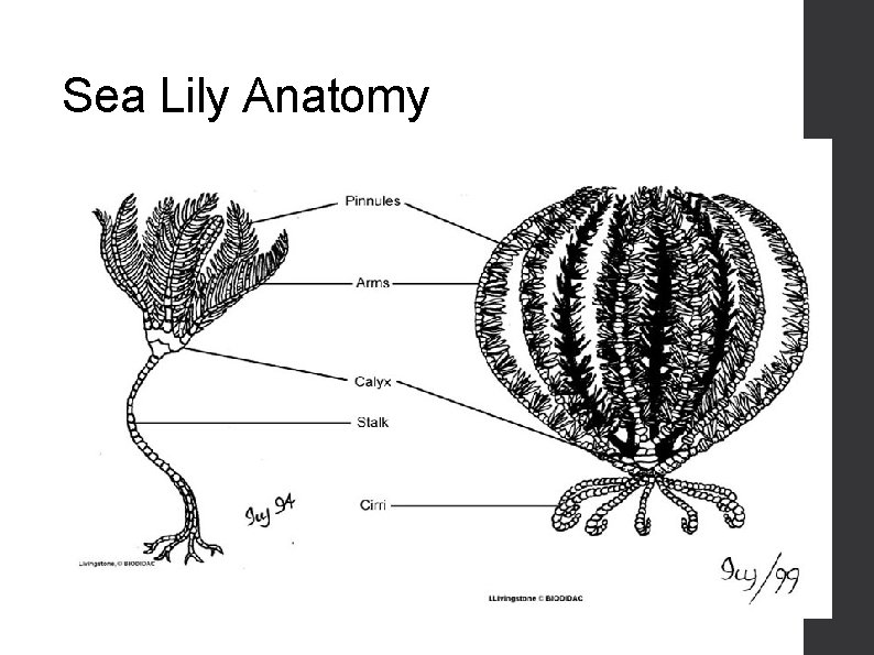Sea Lily Anatomy 