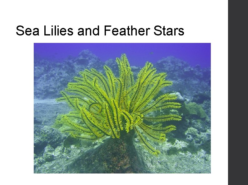 Sea Lilies and Feather Stars 
