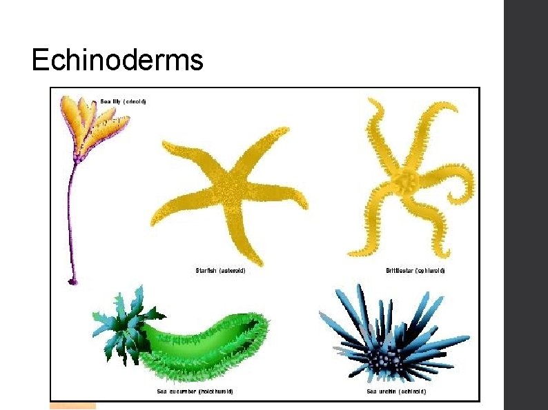 Echinoderms 