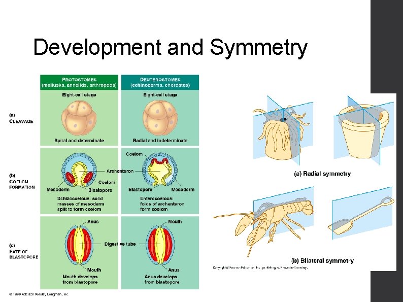 Development and Symmetry 