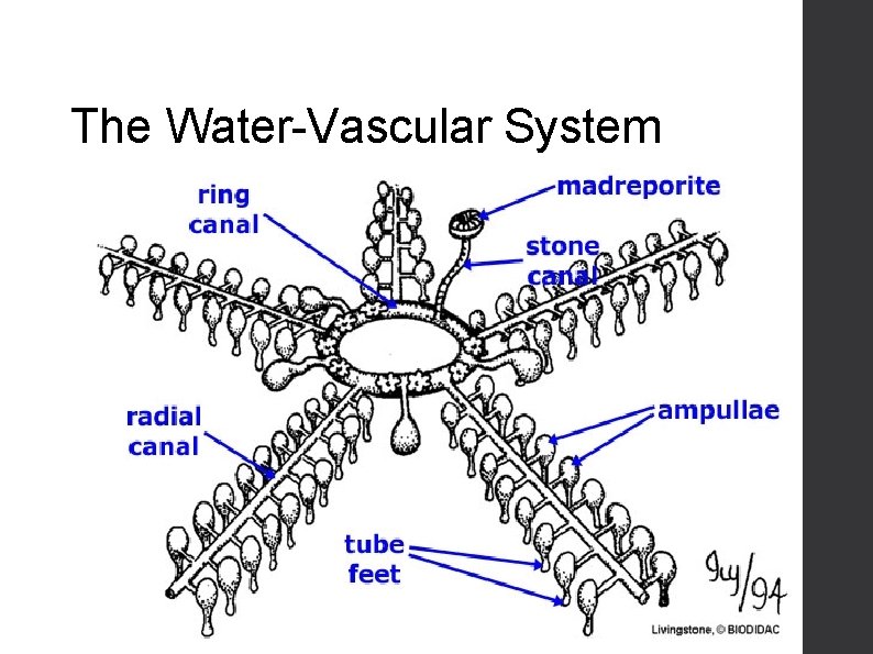 The Water-Vascular System 