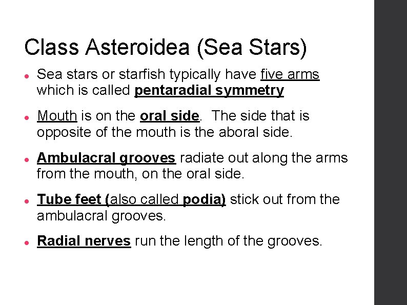 Class Asteroidea (Sea Stars) Sea stars or starfish typically have five arms which is