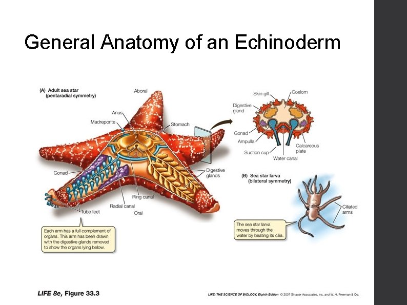 General Anatomy of an Echinoderm 