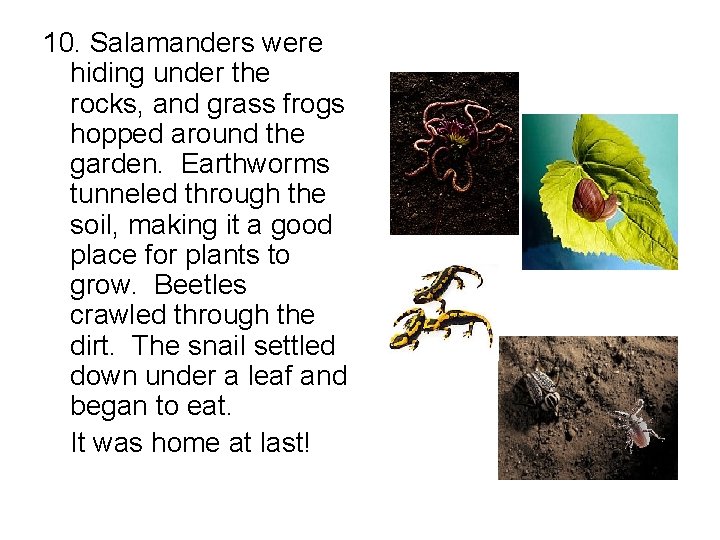 10. Salamanders were hiding under the rocks, and grass frogs hopped around the garden.