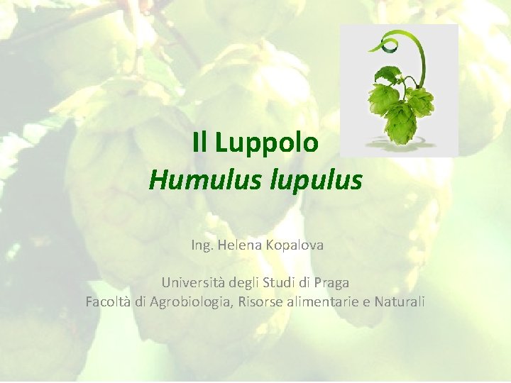 Il Luppolo Humulus lupulus Ing. Helena Kopalova Università degli Studi di Praga Facoltà di