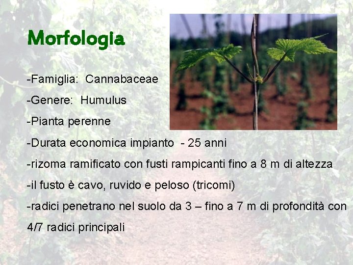 Morfologia -Famiglia: Cannabaceae -Genere: Humulus -Pianta perenne -Durata economica impianto - 25 anni -rizoma