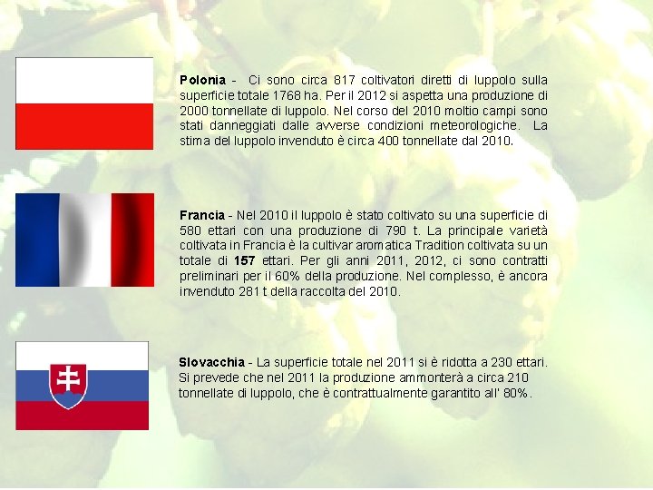 Polonia - Ci sono circa 817 coltivatori diretti di luppolo sulla superficie totale 1768