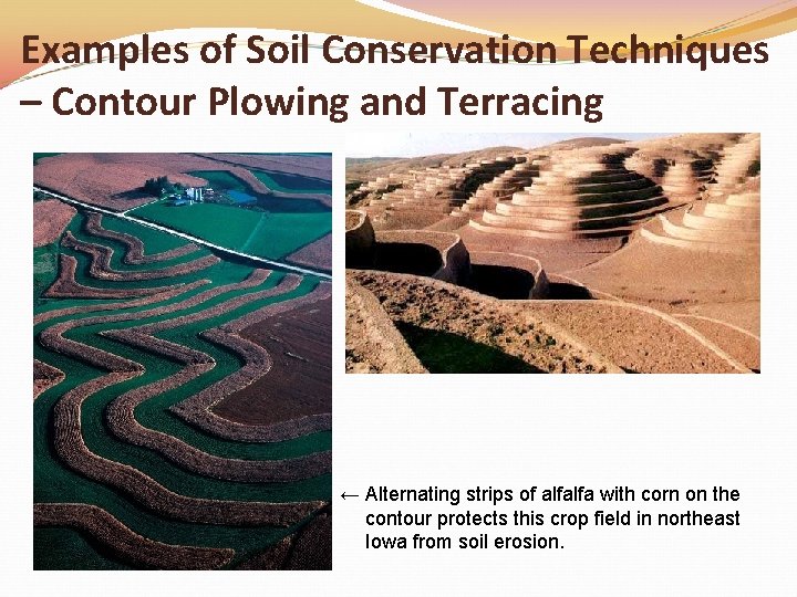 Examples of Soil Conservation Techniques – Contour Plowing and Terracing ← Alternating strips of