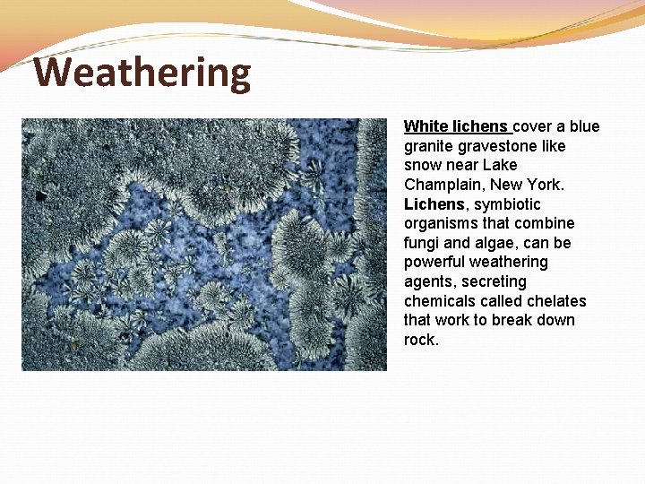 Weathering White lichens cover a blue granite gravestone like snow near Lake Champlain, New