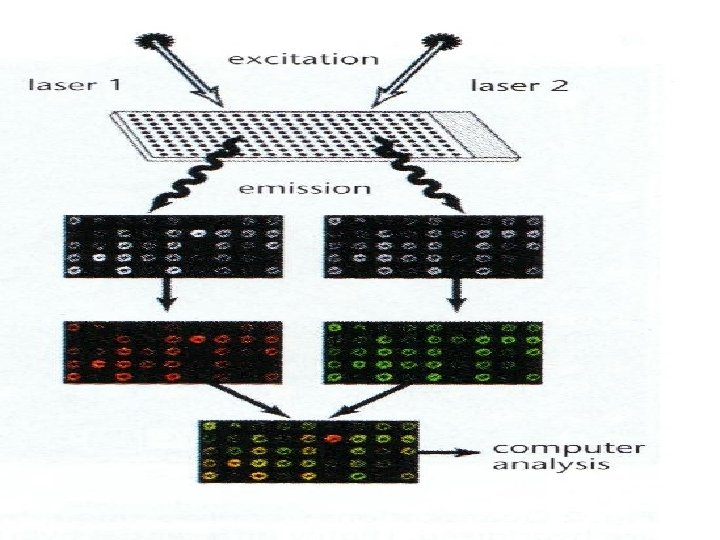 Myths and Statistical Principles in DNA Microarray Research