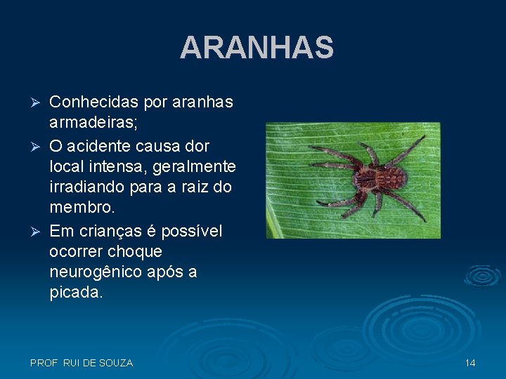 ARANHAS Conhecidas por aranhas armadeiras; Ø O acidente causa dor local intensa, geralmente irradiando ARANHAS Conhecidas por aranhas armadeiras; Ø O acidente causa dor local intensa, geralmente irradiando