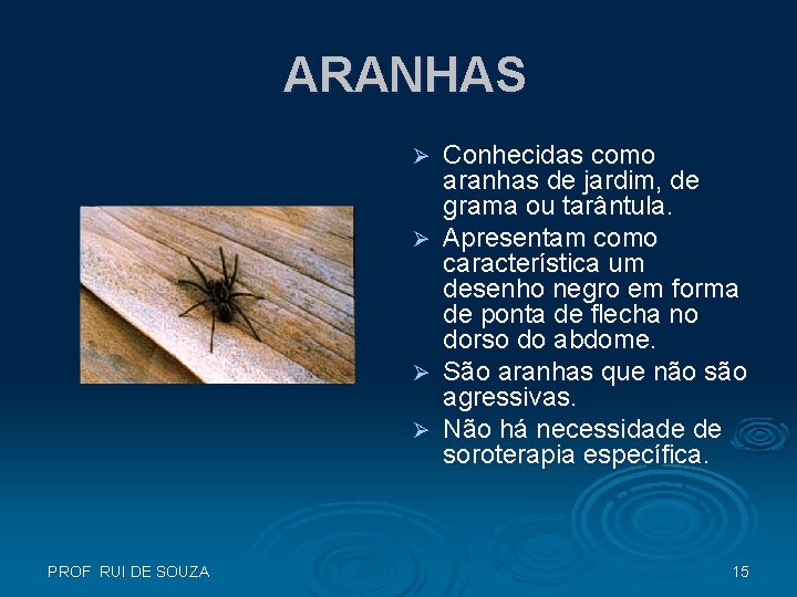 ARANHAS Ø Ø PROF RUI DE SOUZA Conhecidas como aranhas de jardim, de grama