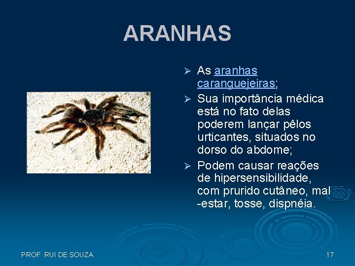 ARANHAS As aranhas caranguejeiras; Ø Sua importância médica está no fato delas poderem lançar