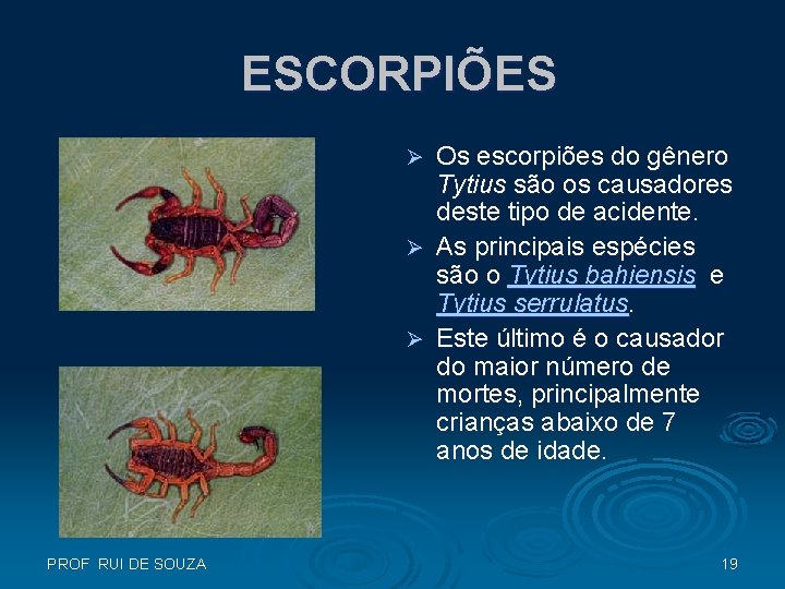 ESCORPIÕES Os escorpiões do gênero Tytius são os causadores deste tipo de acidente. Ø