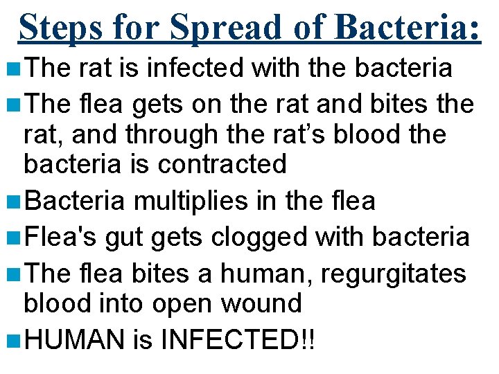 Steps for Spread of Bacteria: n The rat is infected with the bacteria n
