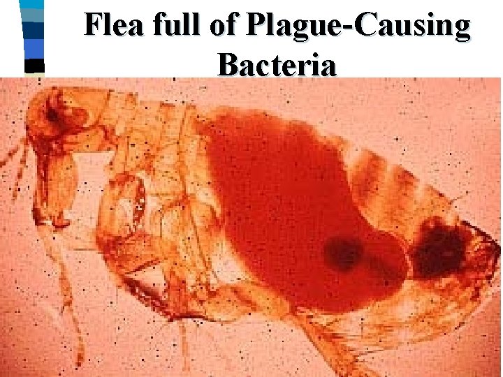 Flea full of Plague-Causing Bacteria 