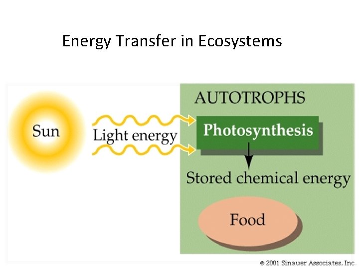 Energy Transfer in Ecosystems 