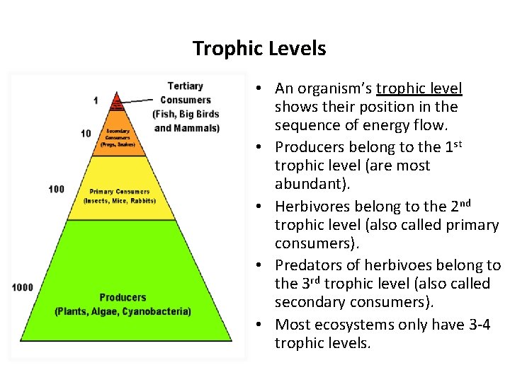 Trophic Levels • An organism’s trophic level shows their position in the sequence of