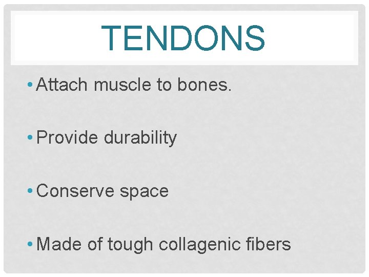 TENDONS • Attach muscle to bones. • Provide durability • Conserve space • Made