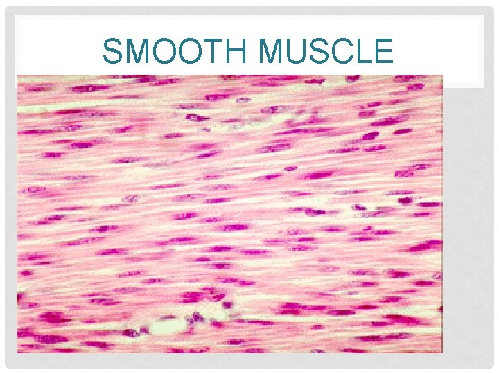 SMOOTH MUSCLE 