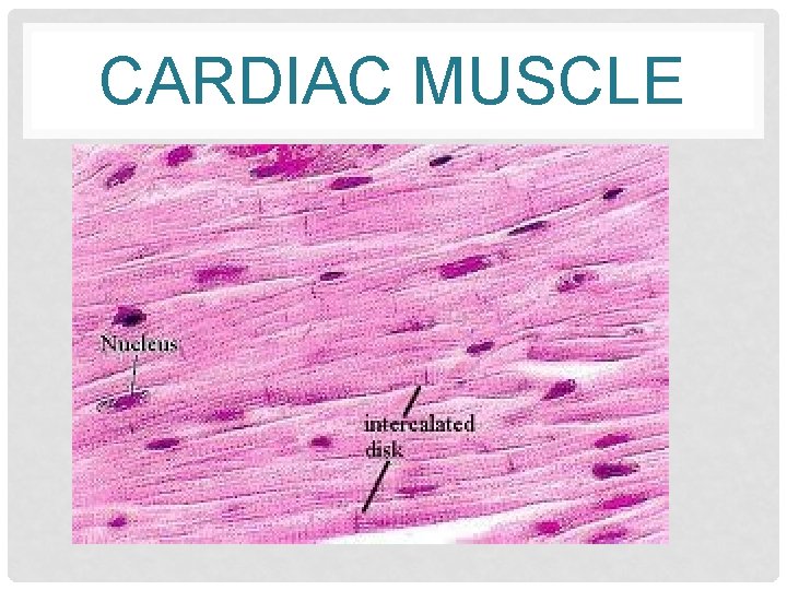 CARDIAC MUSCLE 