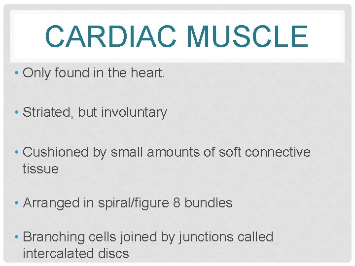 CARDIAC MUSCLE • Only found in the heart. • Striated, but involuntary • Cushioned