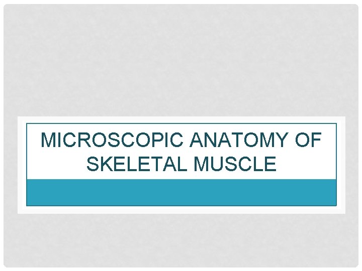 MICROSCOPIC ANATOMY OF SKELETAL MUSCLE 