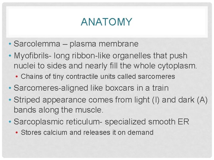 ANATOMY • Sarcolemma – plasma membrane • Myofibrils- long ribbon-like organelles that push nuclei