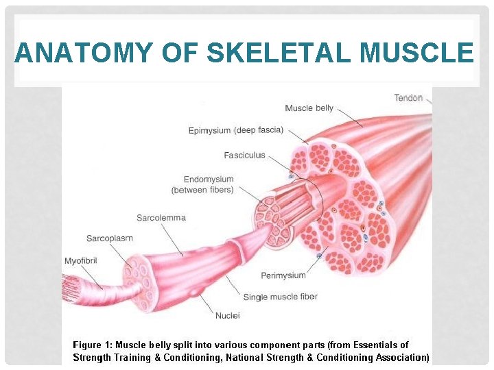 ANATOMY OF SKELETAL MUSCLE 