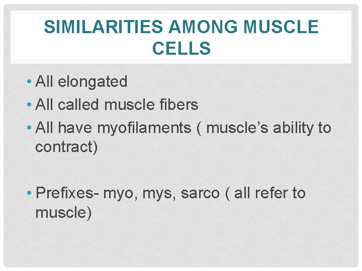 SIMILARITIES AMONG MUSCLE CELLS • All elongated • All called muscle fibers • All