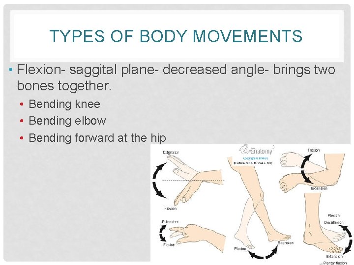 TYPES OF BODY MOVEMENTS • Flexion- saggital plane- decreased angle- brings two bones together.