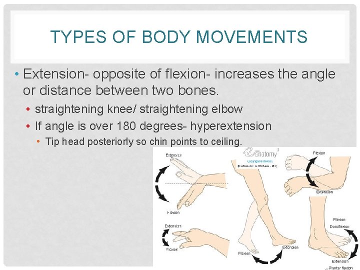 TYPES OF BODY MOVEMENTS • Extension- opposite of flexion- increases the angle or distance