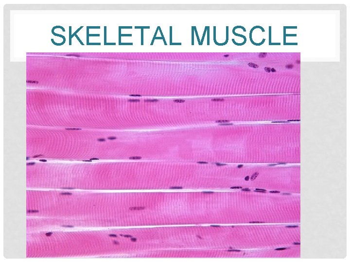 SKELETAL MUSCLE 