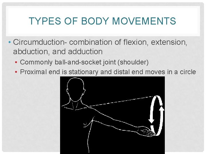 TYPES OF BODY MOVEMENTS • Circumduction- combination of flexion, extension, abduction, and adduction •