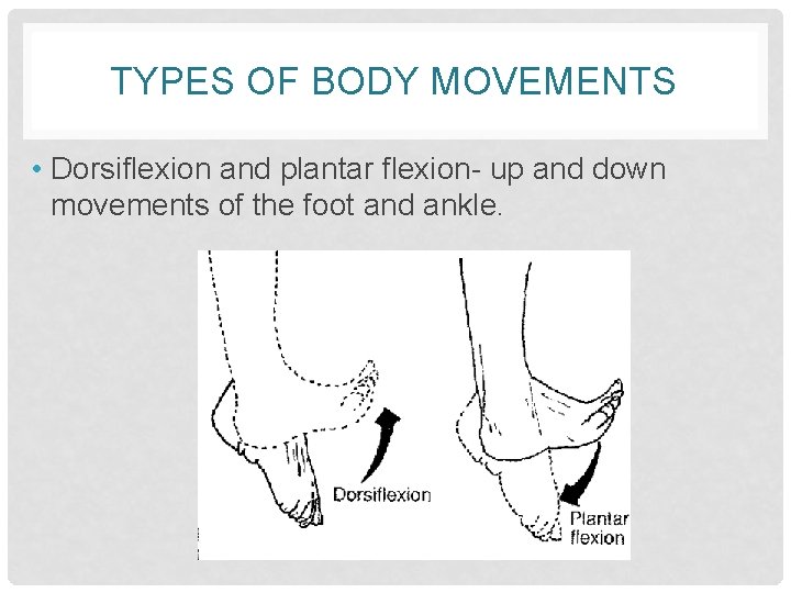 TYPES OF BODY MOVEMENTS • Dorsiflexion and plantar flexion- up and down movements of