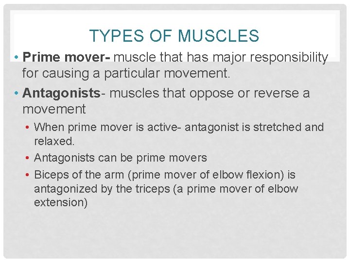 TYPES OF MUSCLES • Prime mover- muscle that has major responsibility for causing a