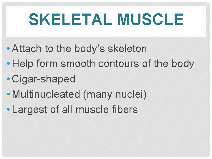 SKELETAL MUSCLE • Attach to the body’s skeleton • Help form smooth contours of