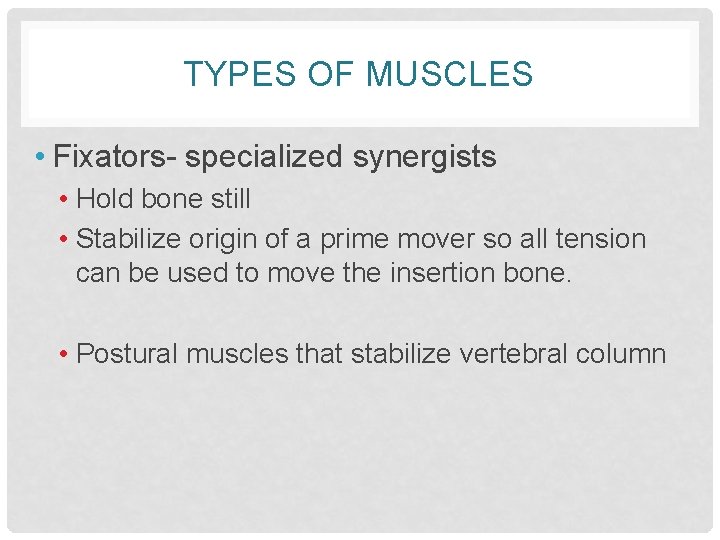 TYPES OF MUSCLES • Fixators- specialized synergists • Hold bone still • Stabilize origin