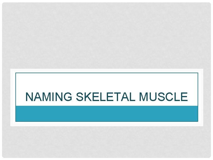 NAMING SKELETAL MUSCLE 