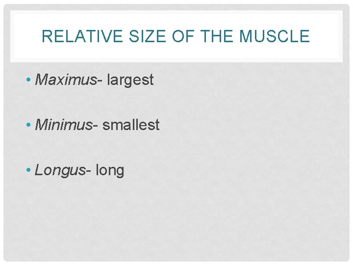 RELATIVE SIZE OF THE MUSCLE • Maximus- largest • Minimus- smallest • Longus- long