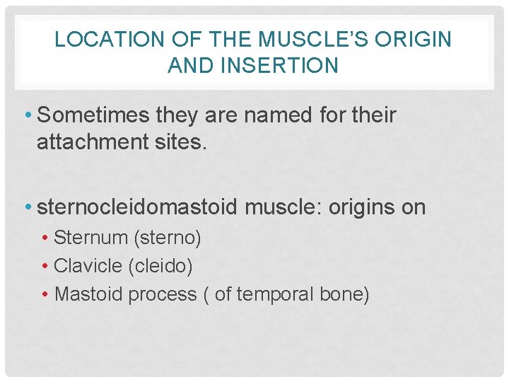 LOCATION OF THE MUSCLE’S ORIGIN AND INSERTION • Sometimes they are named for their