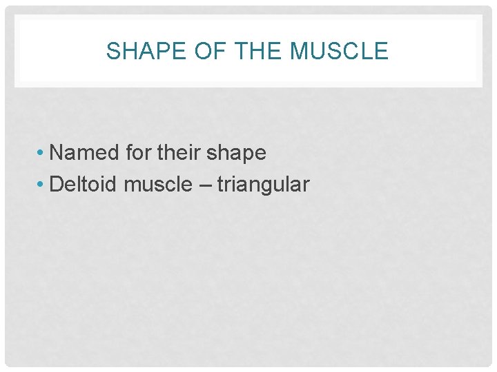 SHAPE OF THE MUSCLE • Named for their shape • Deltoid muscle – triangular