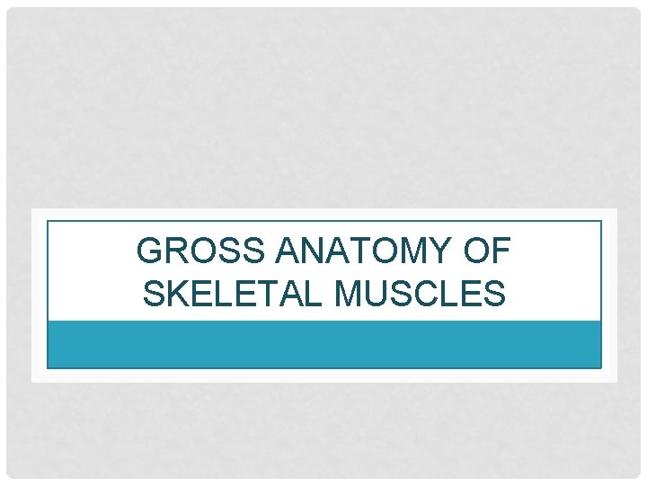 GROSS ANATOMY OF SKELETAL MUSCLES 