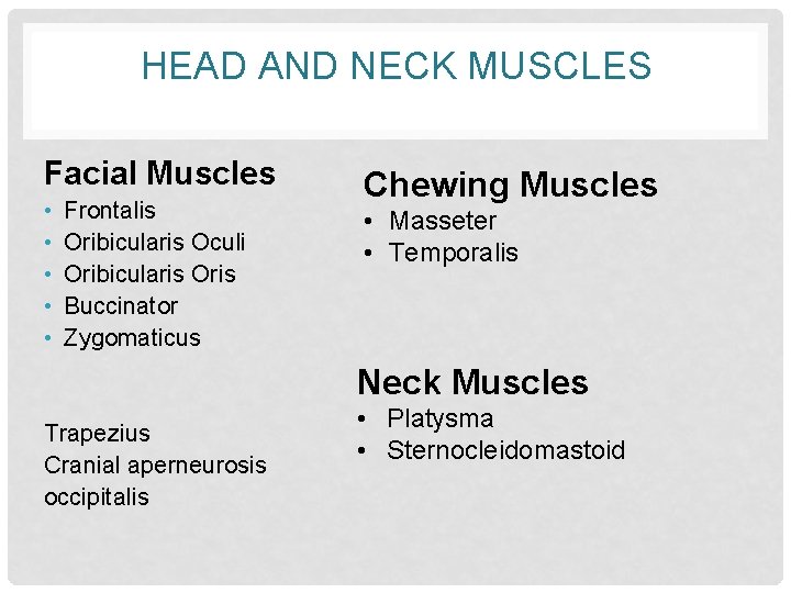 HEAD AND NECK MUSCLES Facial Muscles • • • Frontalis Oribicularis Oculi Oribicularis Oris