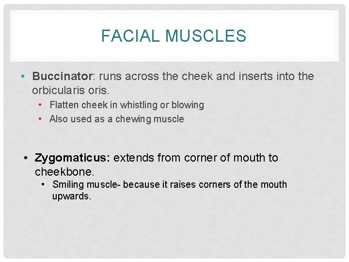 FACIAL MUSCLES • Buccinator: runs across the cheek and inserts into the orbicularis oris.