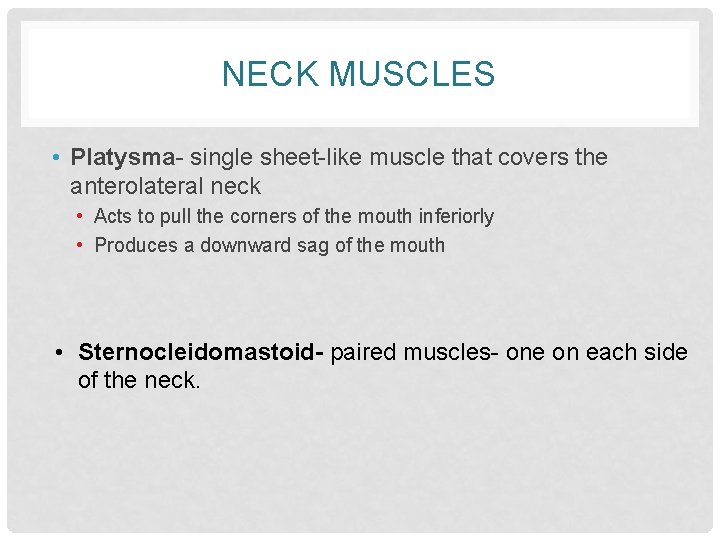 NECK MUSCLES • Platysma- single sheet-like muscle that covers the anterolateral neck • Acts